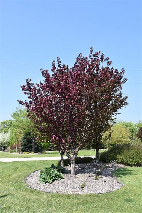 buy dwarf crabapple tree online